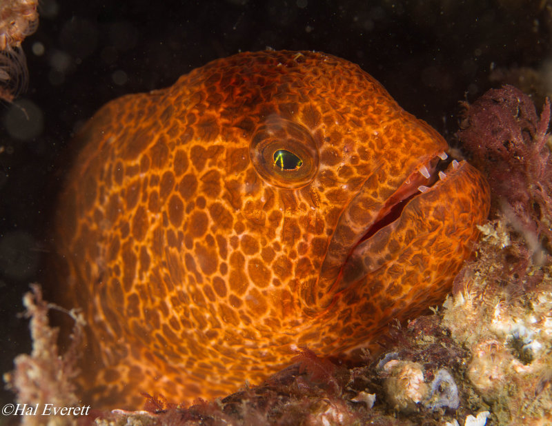 Juvenile Wolf Eel