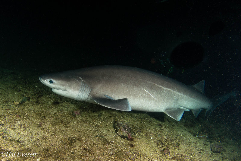 Six Gill Shark