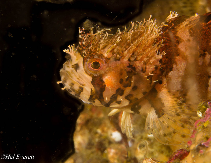 Mosshead Warbonnet