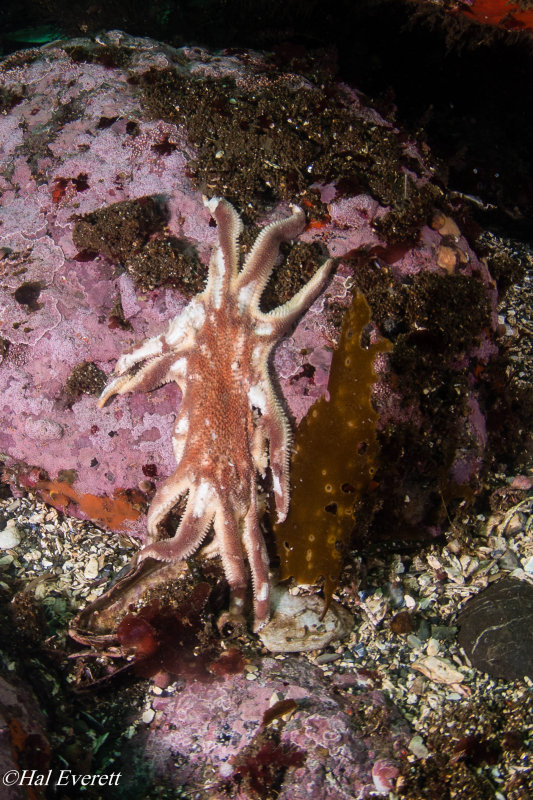 Sea Star Wasting Syndrome