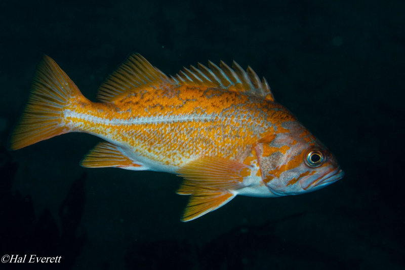 Canary Rockfish