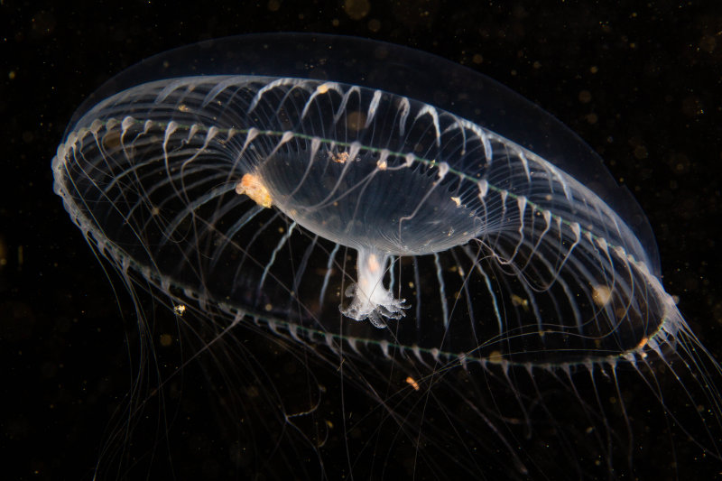 Jellyfish