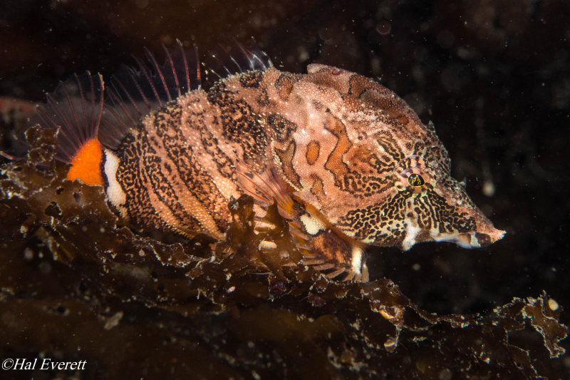 Grunt Sculpin