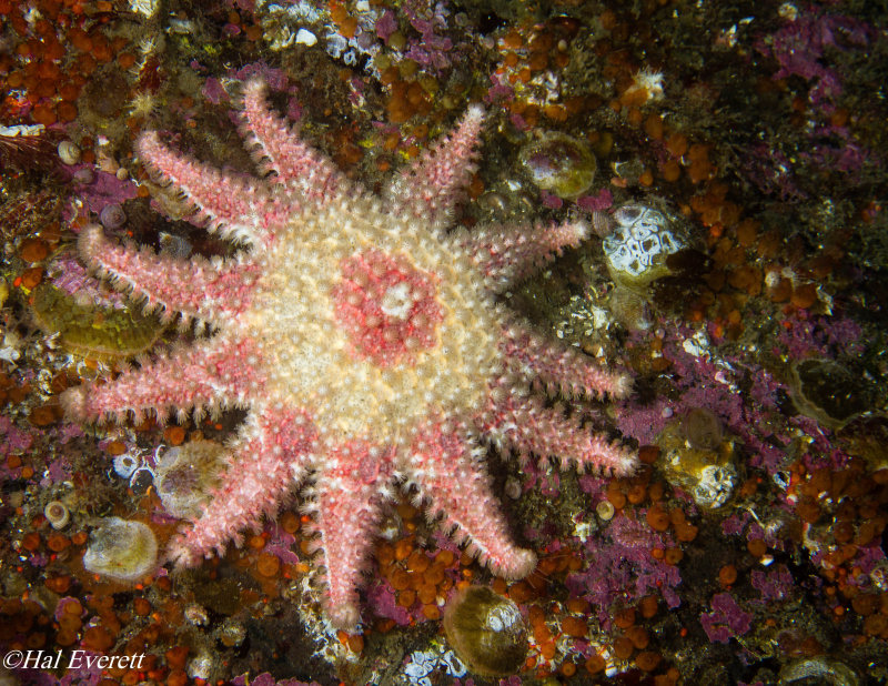 Rose Star