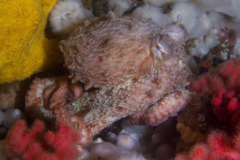 Giant Pacific Octopus