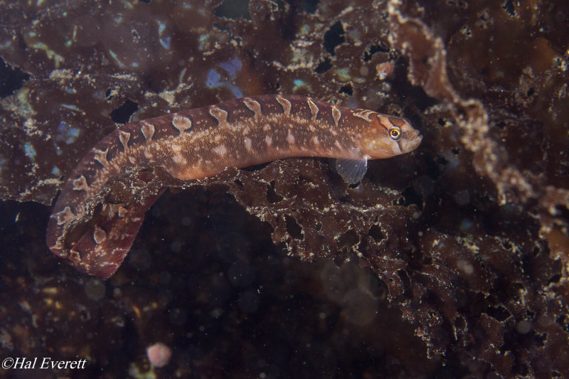 Saddleback Gunnel