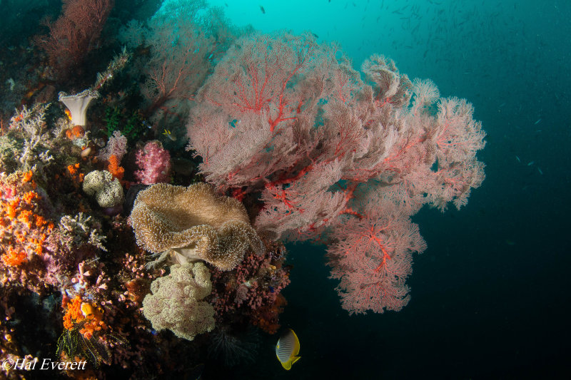 Reef Scene