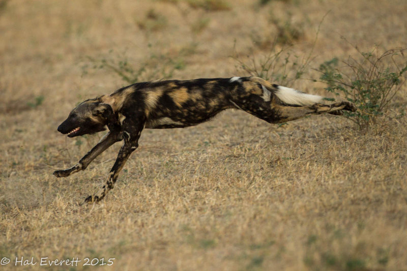 African Wild Dog