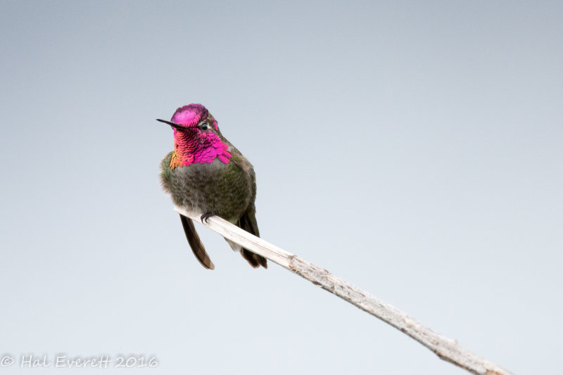 Annas Hummingbird (Male) (shot with EOS 70D)