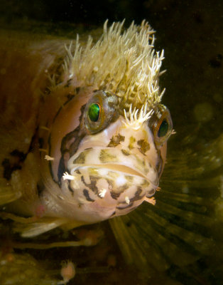 Moss Head War Bonnet