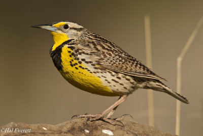 Western Meadowlark