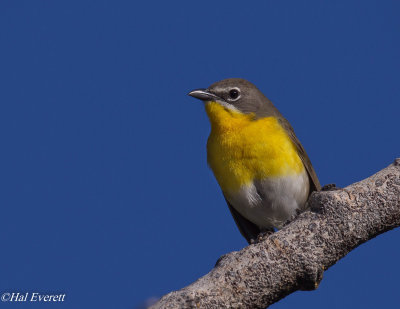 Yellow Breasted Chat
