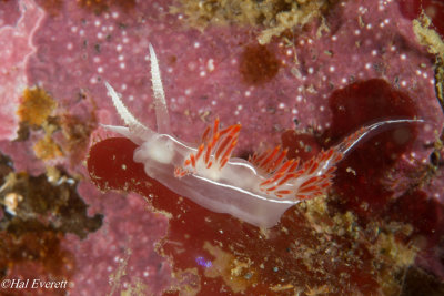 Three Lined Nudibranch