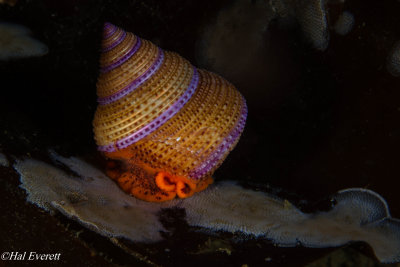 Purple Ring Top Snail
