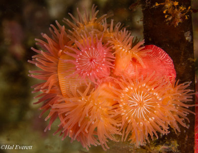 Proliferating Anemone