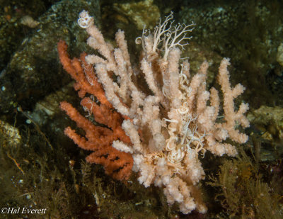 Basket Stars Entwined on Gorgonian Hard Coral