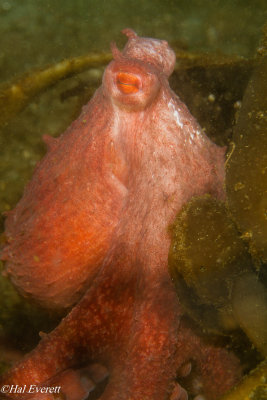 Giant Pacific Octopus