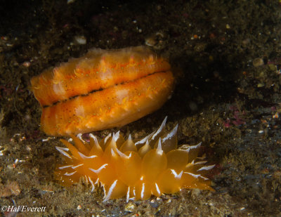 Golden Dirona Nudibranch and Scallop