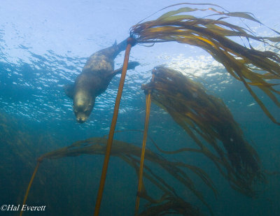 Sea Lion and Kelp