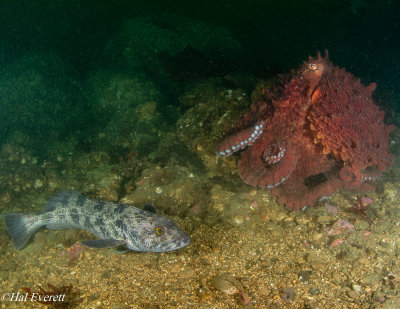 Giant Pacific Octopus and Lingcod