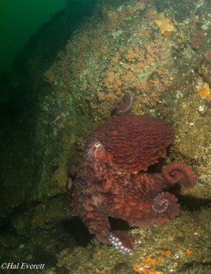 Giant Pacific Octopus, Emerging From It's Den