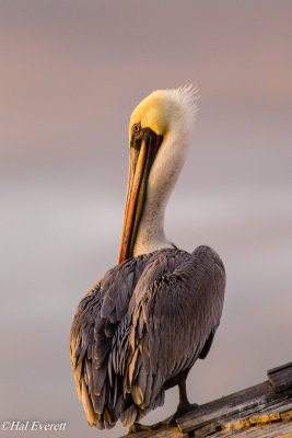 Pelicans