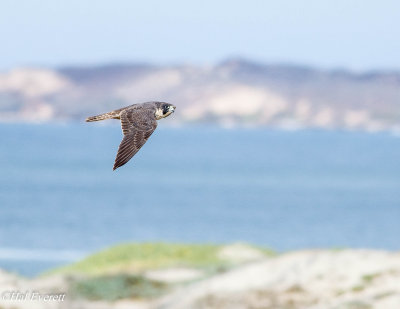 Peregrine Falcon