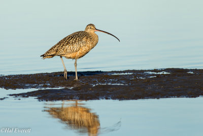 Long Billed Curlew