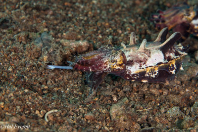 Flamboyant Cuttlefish Hunting