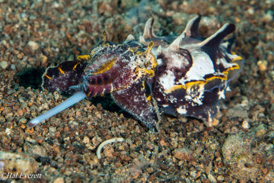 Flamboyant Cuttlefish Hunting