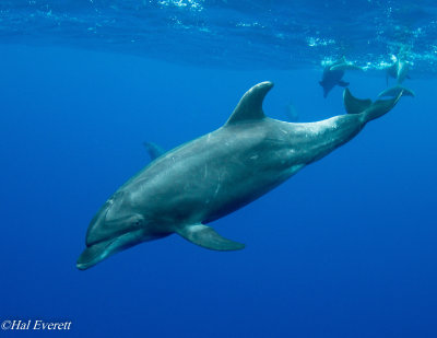 Pacific Bottlenose Dolphin