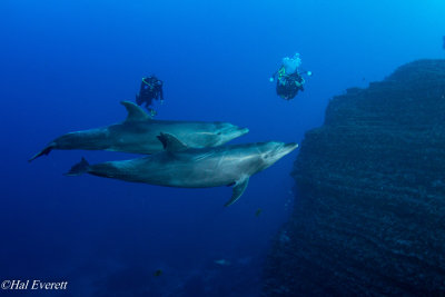 Pacific Bottlenose Dolphins and Divers