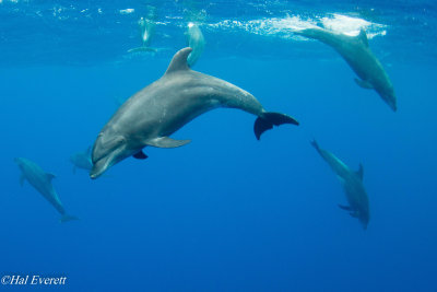 Pacific Bottlenose Dolphins
