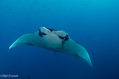 Manta