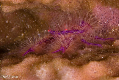 Hairy Squat Lobster