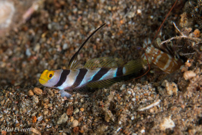 Black-Ray Shrimp Goby and Shrimp