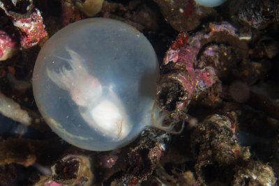 Cuttlefish Egg (ready to hatch)
