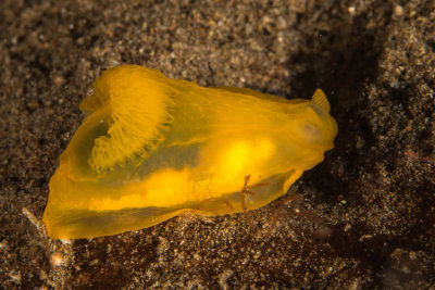  Gymnodoris subflava  Nudibranch