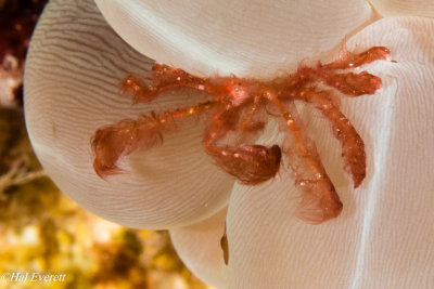 Oranutan Crab on Bubble Coral