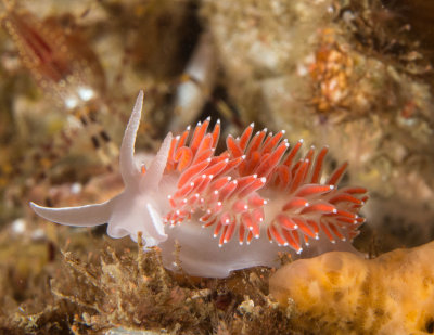 Red Gilled Nudibranch