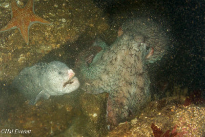 Giant Pacific Octopus, Attacking Wolf Eel
