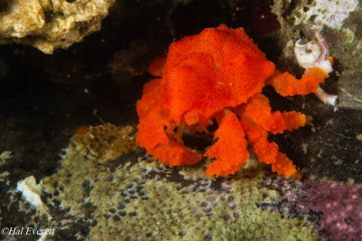 Juvenile Puget Sound King Crab