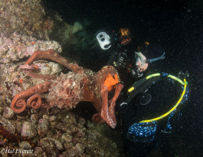 Small Giant Pacific Octopus Climbing on to Diver