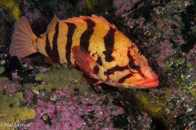 Tiger Rockfish