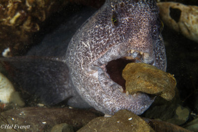 Wolf Eel Carrying a Rock