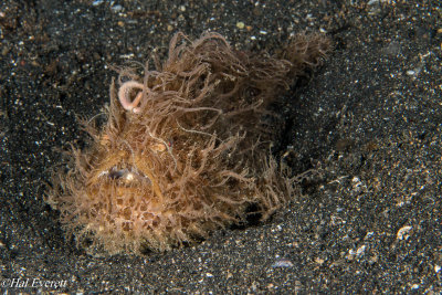 Hairy Frogfish