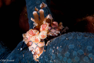 Harequin Shrimp Consuming Blue Sea Star