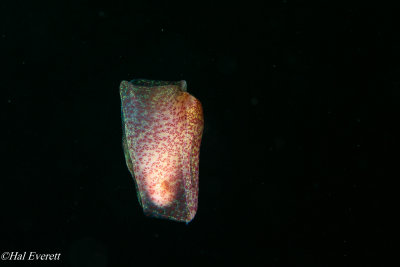 Winged Sea Slug