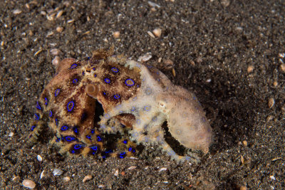 Mating Blue Ring Octopuses