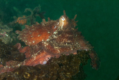 Giant Pacific Octopus, Diving at Home